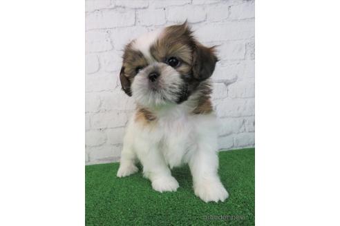 成約済の大阪府のシーズー-198138の4枚目