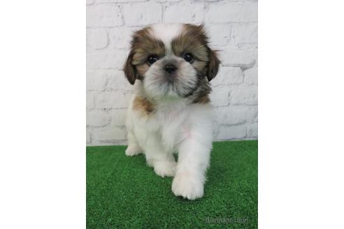 成約済の大阪府のシーズー-198138の3枚目