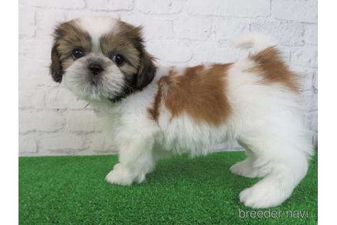 成約済の大阪府のシーズー-198138の2枚目