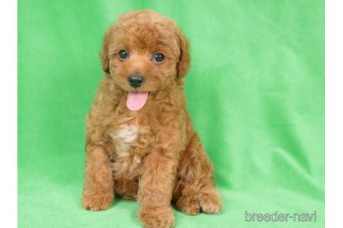 成約済の東京都のトイプードル-198143の5枚目