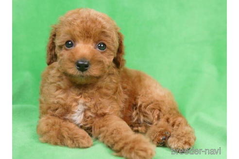 成約済の東京都のトイプードル-198143の4枚目