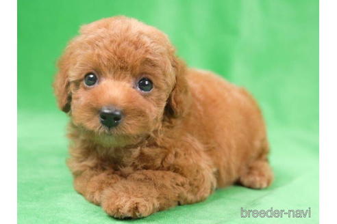 成約済の東京都のトイプードル-198143の3枚目