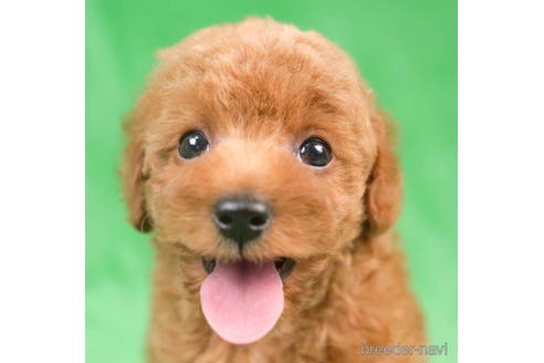 成約済の東京都のトイプードル-198143の2枚目