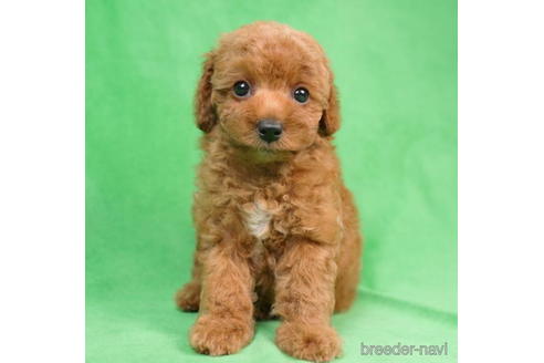 成約済の東京都のトイプードル-198143の1枚目