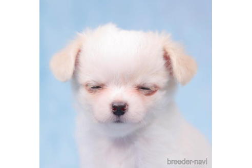 成約済の東京都のチワワ(ロングコート)-198149の5枚目