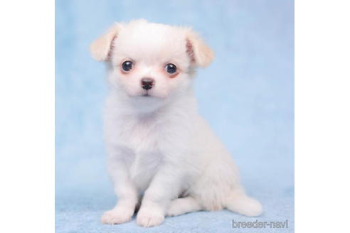 成約済の東京都のチワワ(ロングコート)-198149の4枚目