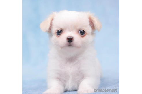 成約済の東京都のチワワ(ロングコート)-198149の3枚目