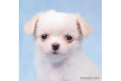 成約済の東京都のチワワ(ロングコート)-198149の2枚目