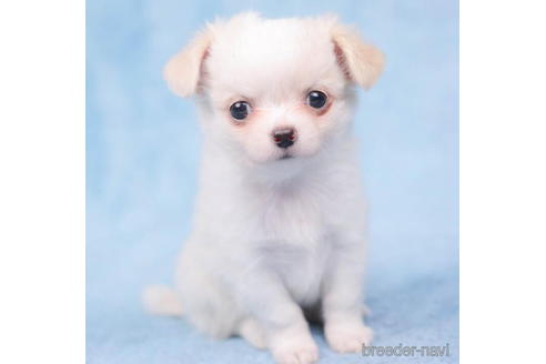 成約済の東京都のチワワ(ロングコート)-198149の1枚目