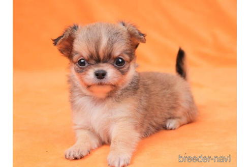 成約済の東京都のチワワ(ロングコート)-198152の5枚目