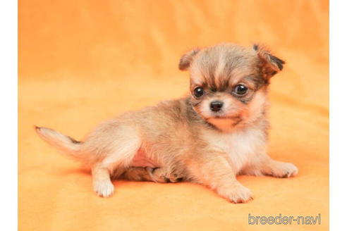 成約済の東京都のチワワ(ロングコート)-198152の4枚目