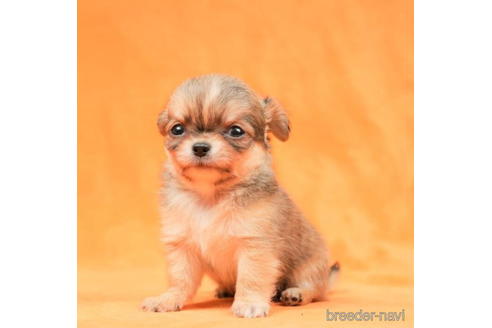 成約済の東京都のチワワ(ロングコート)-198152の3枚目