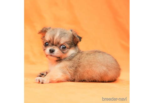 成約済の東京都のチワワ(ロングコート)-198152の2枚目