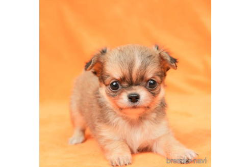 成約済の東京都のチワワ(ロングコート)-198152