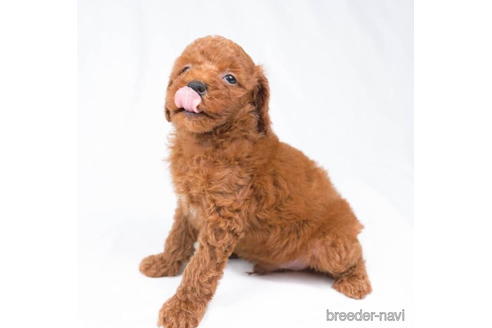 成約済の東京都のトイプードル-198154の5枚目