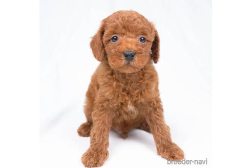 成約済の東京都のトイプードル-198154の4枚目