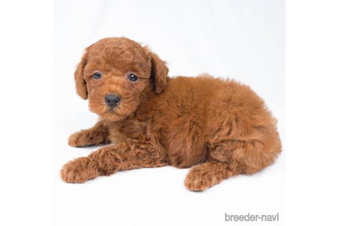 成約済の東京都のトイプードル-198154の3枚目