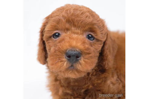 成約済の東京都のトイプードル-198154の2枚目