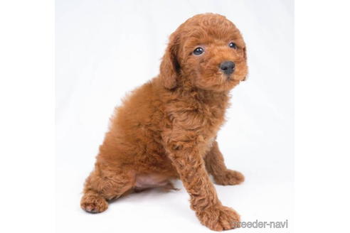 成約済の東京都のトイプードル-198154