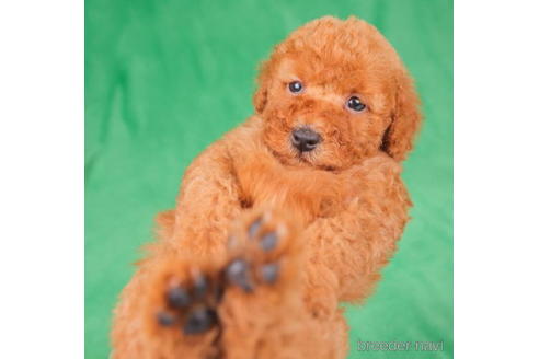 成約済の東京都のトイプードル-198158の5枚目