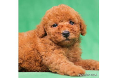 成約済の東京都のトイプードル-198158の4枚目