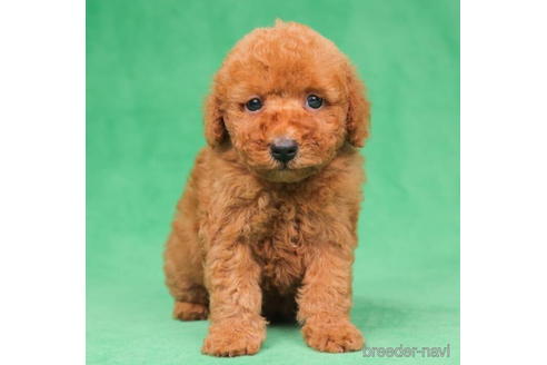 成約済の東京都のトイプードル-198158の3枚目