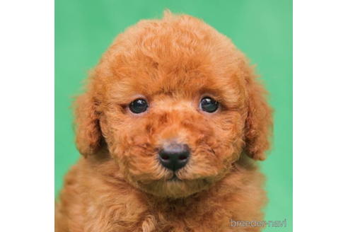 成約済の東京都のトイプードル-198158の2枚目