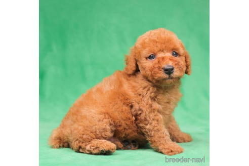 成約済の東京都のトイプードル-198158