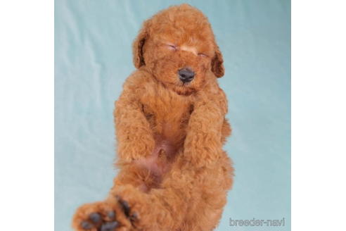 成約済の東京都のトイプードル-198160の5枚目