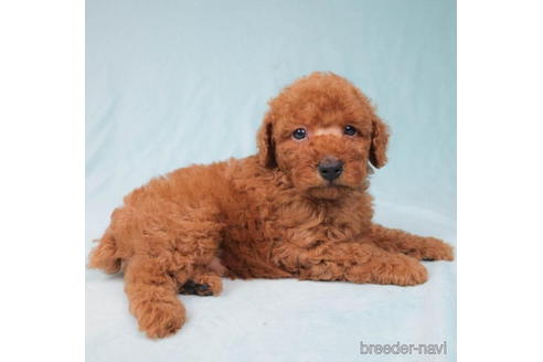 成約済の東京都のトイプードル-198160の4枚目