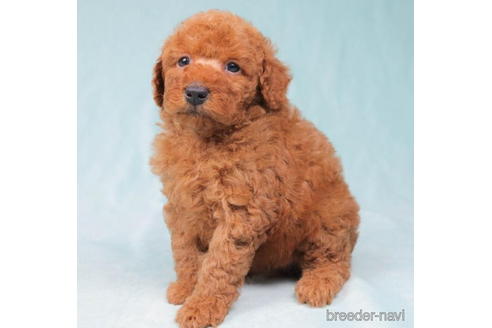 成約済の東京都のトイプードル-198160の3枚目