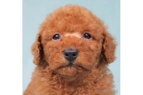 成約済の東京都のトイプードル-198160の2枚目