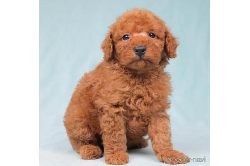 成約済の東京都のトイプードル-198160