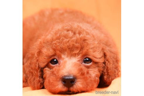 成約済の東京都のトイプードル-198164の5枚目