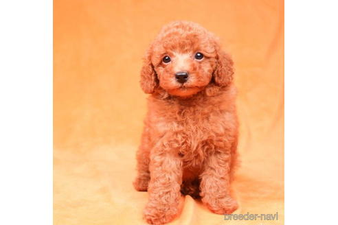 成約済の東京都のトイプードル-198164の4枚目