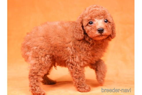 成約済の東京都のトイプードル-198164の3枚目