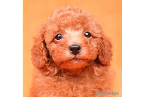 成約済の東京都のトイプードル-198164の2枚目