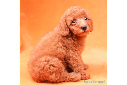 成約済の東京都のトイプードル-198164の1枚目