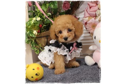 成約済の岡山県のタイニープードル-194021の5枚目