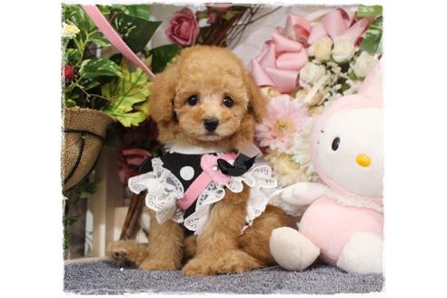 成約済の岡山県のタイニープードル-194021の4枚目