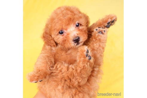 成約済の東京都のトイプードル-198167の5枚目