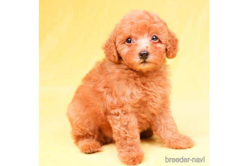 成約済の東京都のトイプードル-198167の4枚目