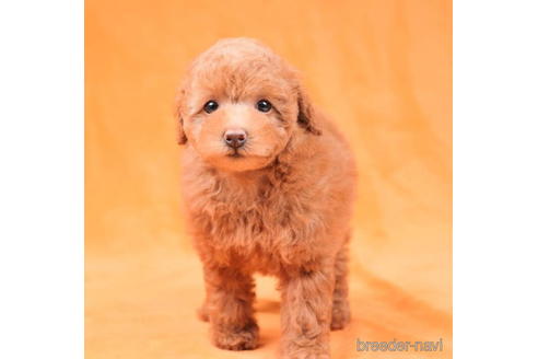 成約済の東京都のトイプードル-198172の5枚目