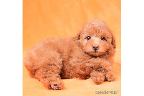 成約済の東京都のトイプードル-198172の4枚目