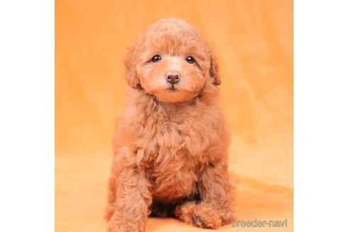 成約済の東京都のトイプードル-198172の3枚目