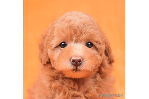 成約済の東京都のトイプードル-198172の2枚目