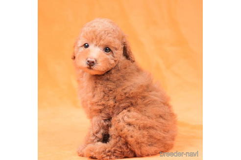 成約済の東京都のトイプードル-198172の1枚目