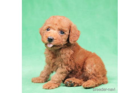 成約済の東京都のトイプードル-198178の5枚目