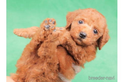 成約済の東京都のトイプードル-198178の4枚目