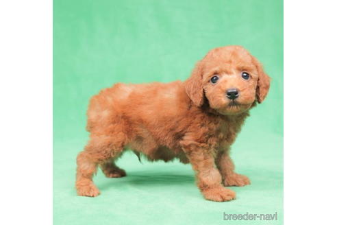 成約済の東京都のトイプードル-198178の2枚目